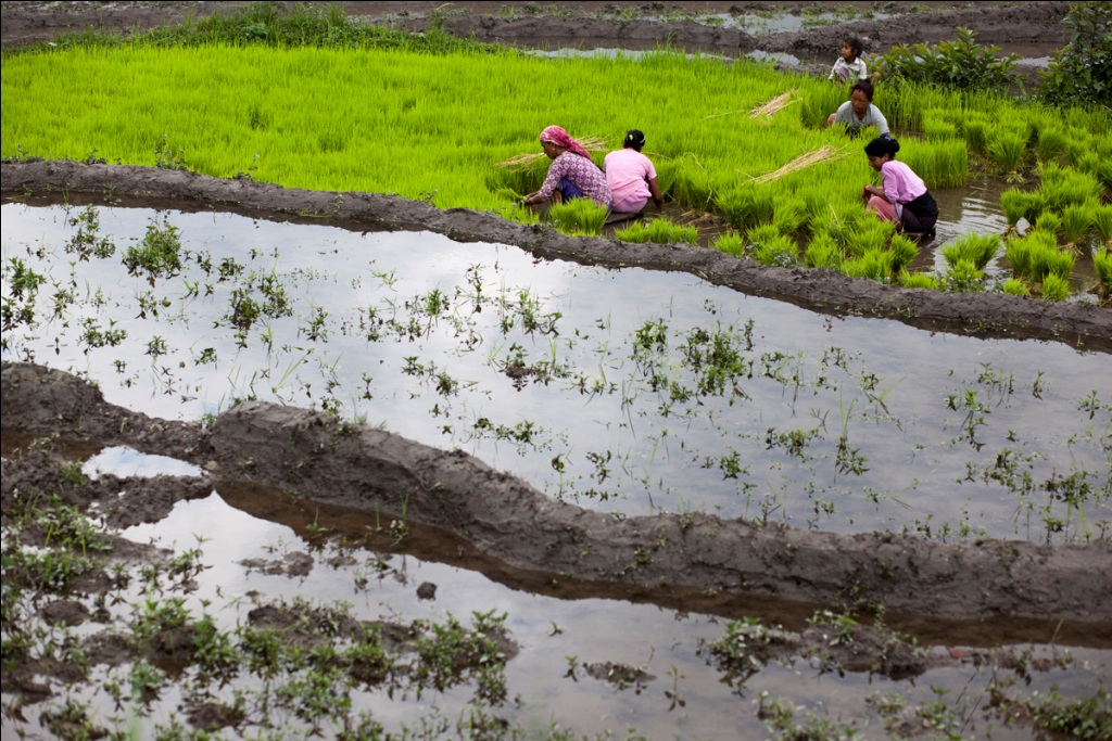 Women transplanting paddy in fields near Rumtek, Sikkim.